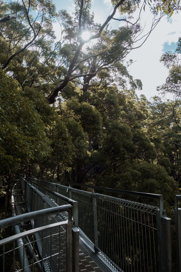 jana meerman valley of the giants treetop walk walpole-nornalup australia-2