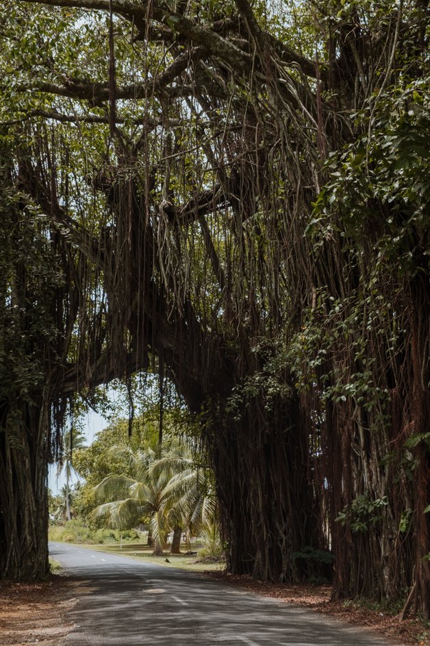 jana meerman aitutaki cook islands-10