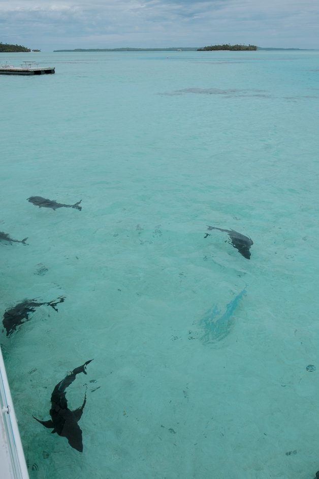 jana meerman aitutaki lagoon cook islands-28