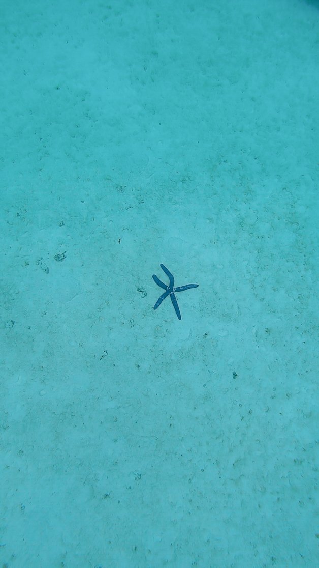 jana meerman aitutaki lagoon snorkel gopro cook islands-1