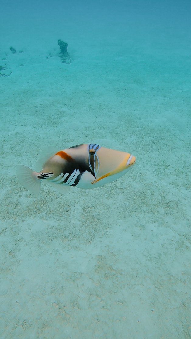 jana meerman aitutaki lagoon snorkel gopro cook islands-1