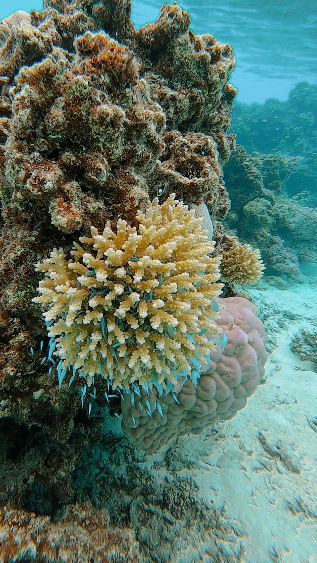 jana meerman aitutaki lagoon snorkel gopro cook islands-1