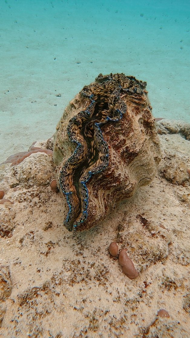 jana meerman aitutaki lagoon snorkel gopro cook islands-1