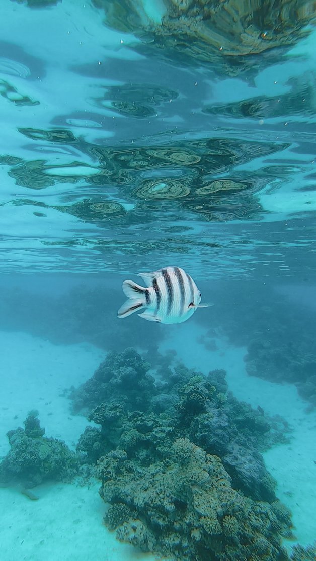 jana meerman aitutaki lagoon snorkel gopro cook islands-1