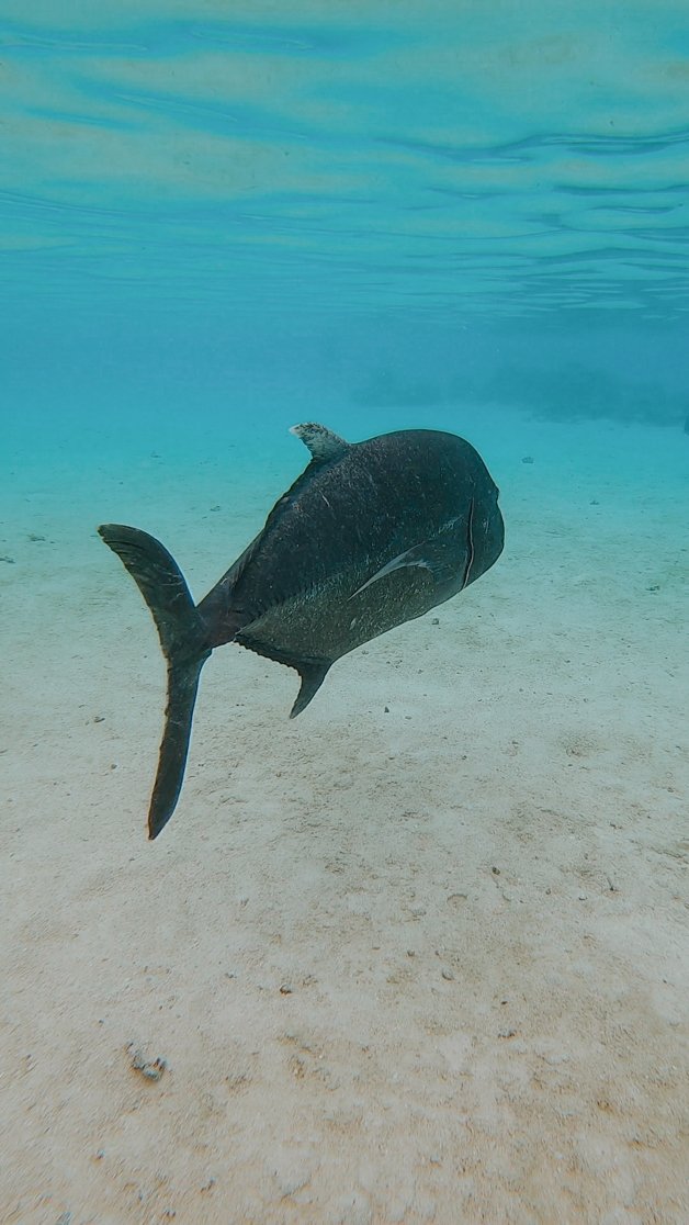 jana meerman aitutaki lagoon snorkel gopro cook islands-1