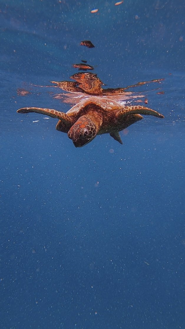 jana meerman avaavaroa passage rarortonga snorkeling cook islands-11