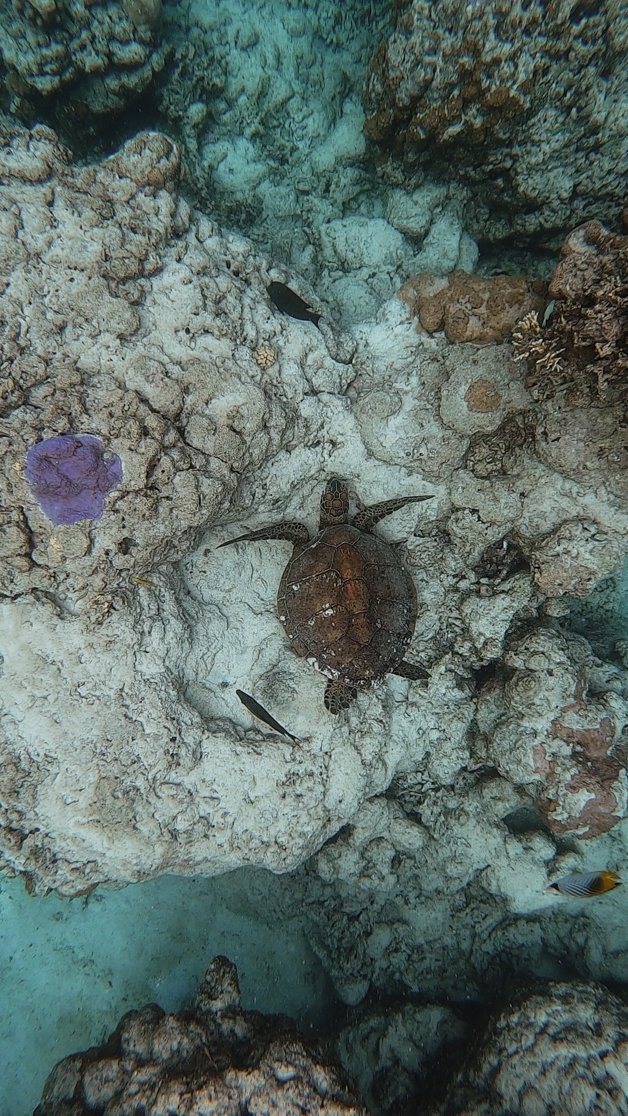 jana meerman avaavaroa passage rarortonga snorkeling cook islands-11