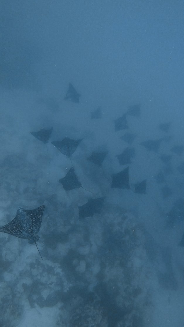 jana meerman avaavaroa passage rarortonga snorkeling cook islands-11