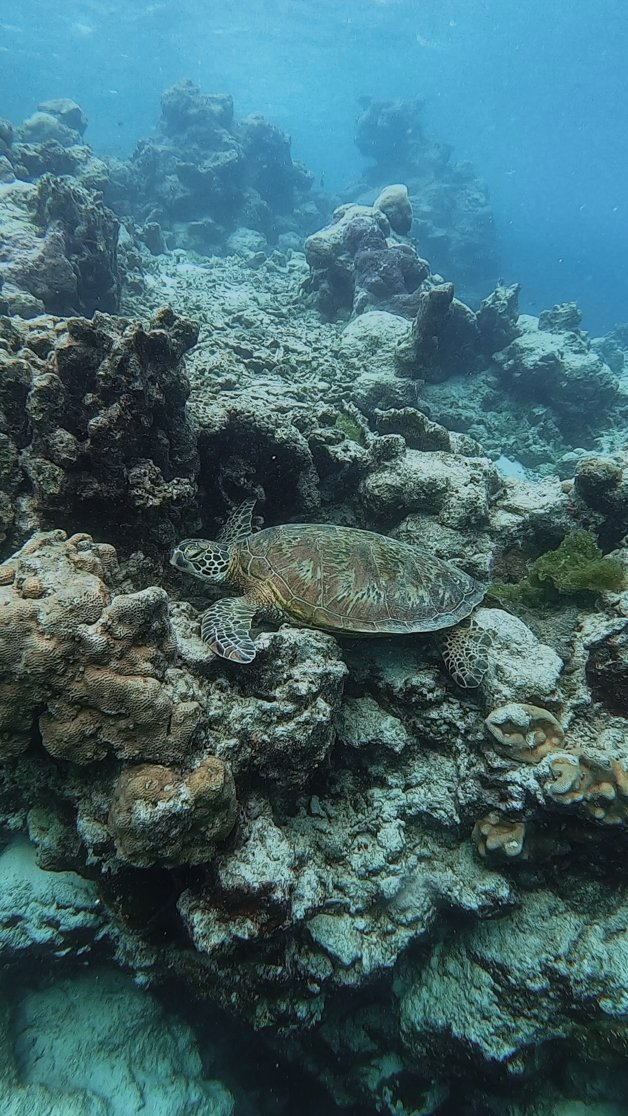 jana meerman avaavaroa passage rarortonga snorkeling cook islands-11