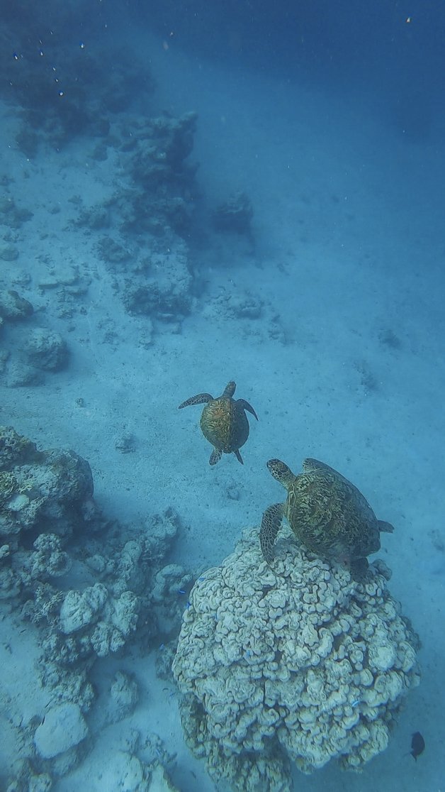 jana meerman avaavaroa passage rarortonga snorkeling cook islands-11