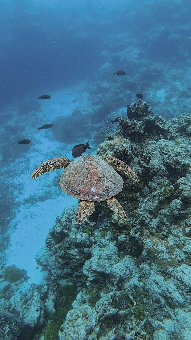 jana meerman avaavaroa passage rarortonga snorkeling cook islands-11