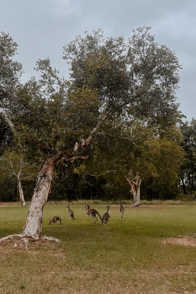 jana meerman kangaroos warragamba reserve sydney australia-1