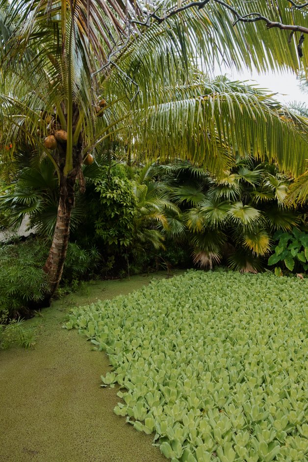 jana meerman rarotonga cook islands-32