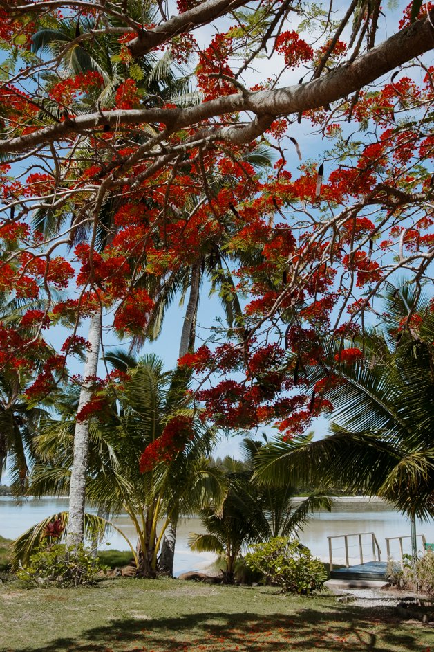 jana meerman rarotonga cook islands-7
