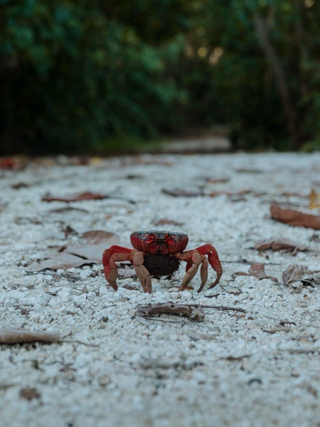 jana meerman red crab migration christmas island