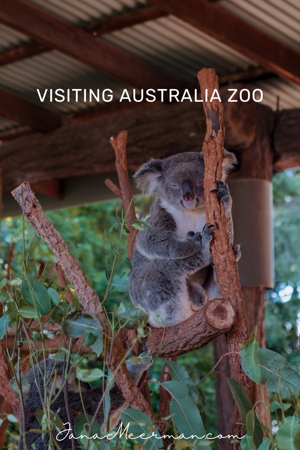 australia zoo (3)