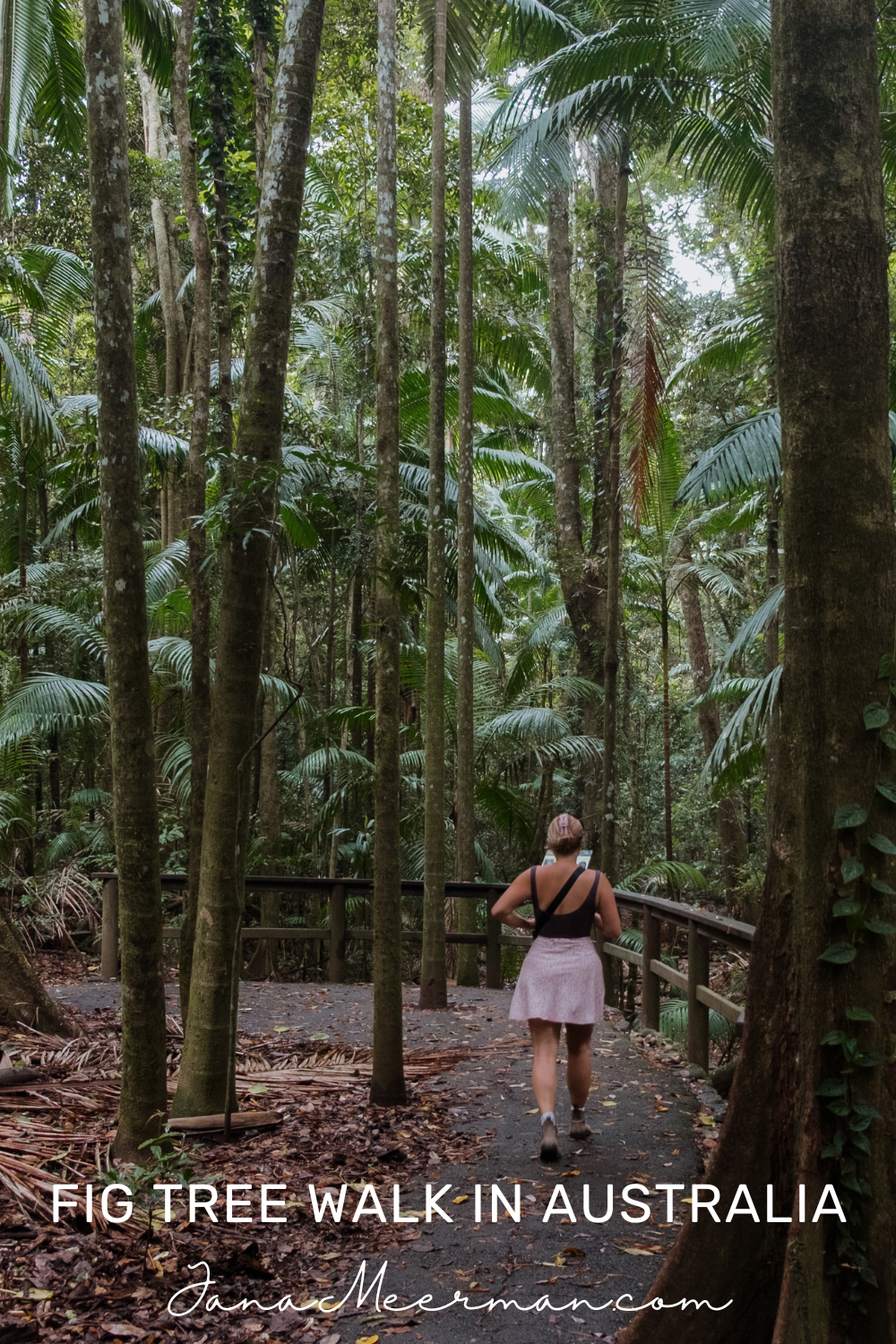 fig tree walk imbil state forest