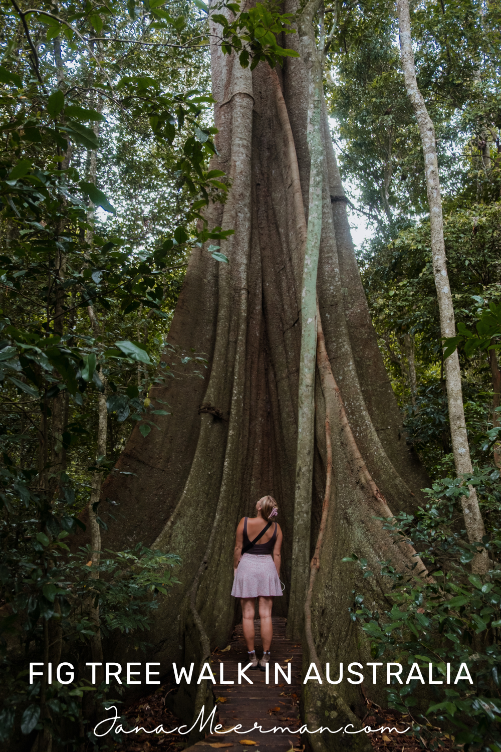 fig tree walk imbil state forest