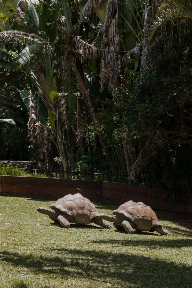 jana meerman australia zoo-1