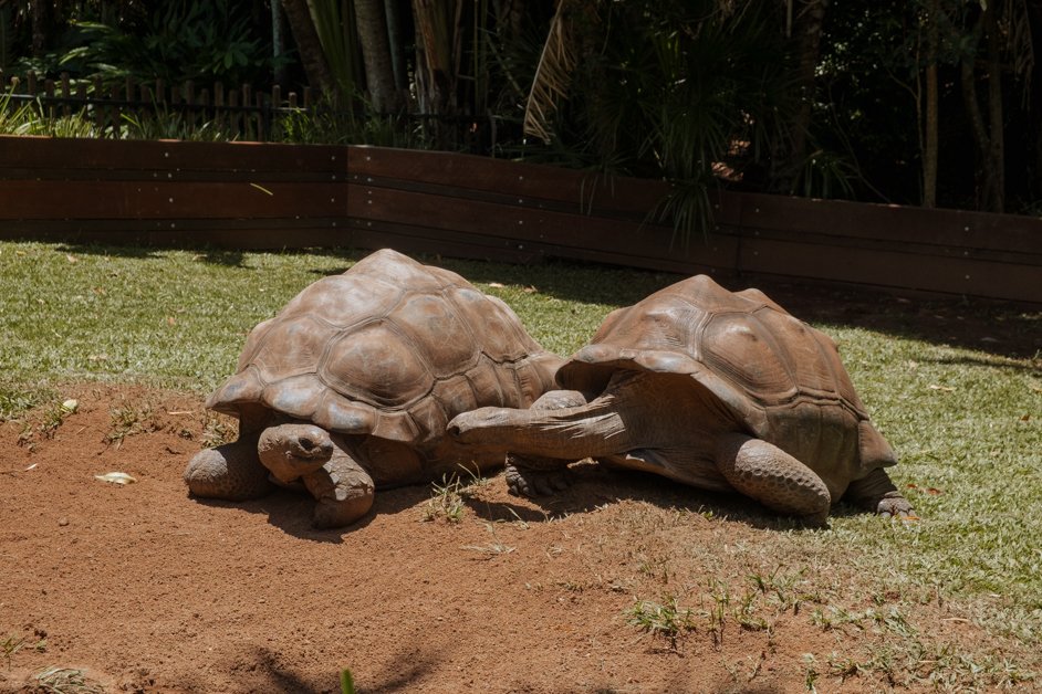 jana meerman australia zoo-1