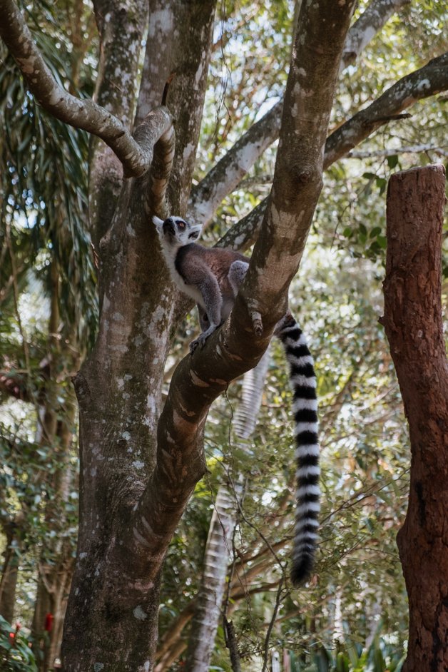 jana meerman australia zoo-1
