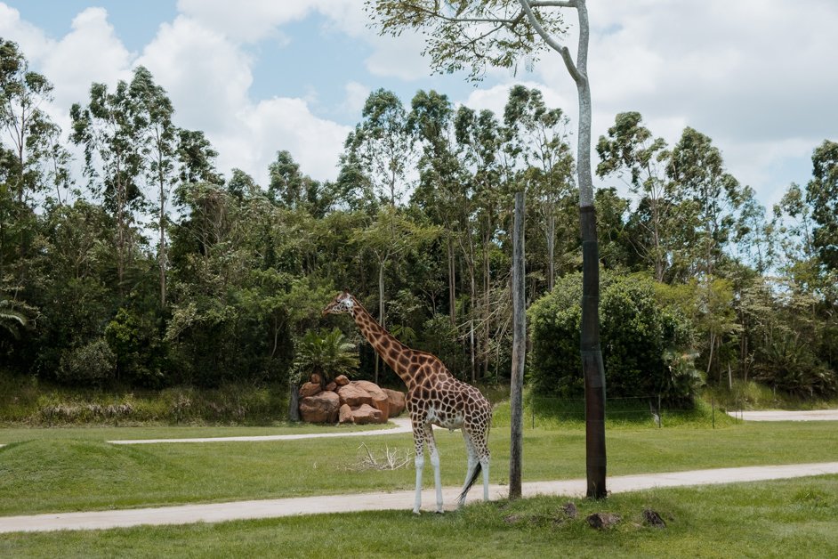 jana meerman australia zoo-1
