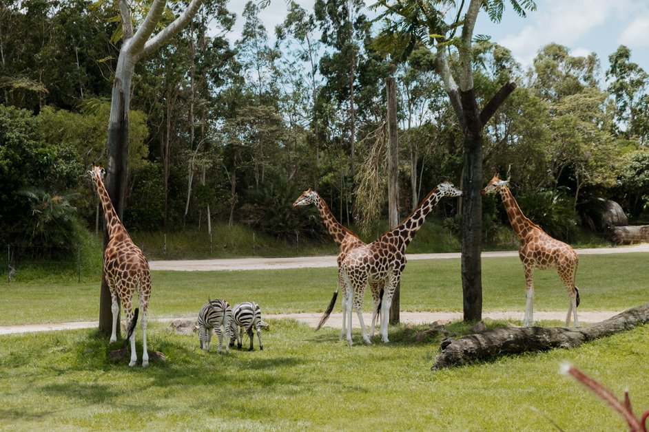 jana meerman australia zoo-1
