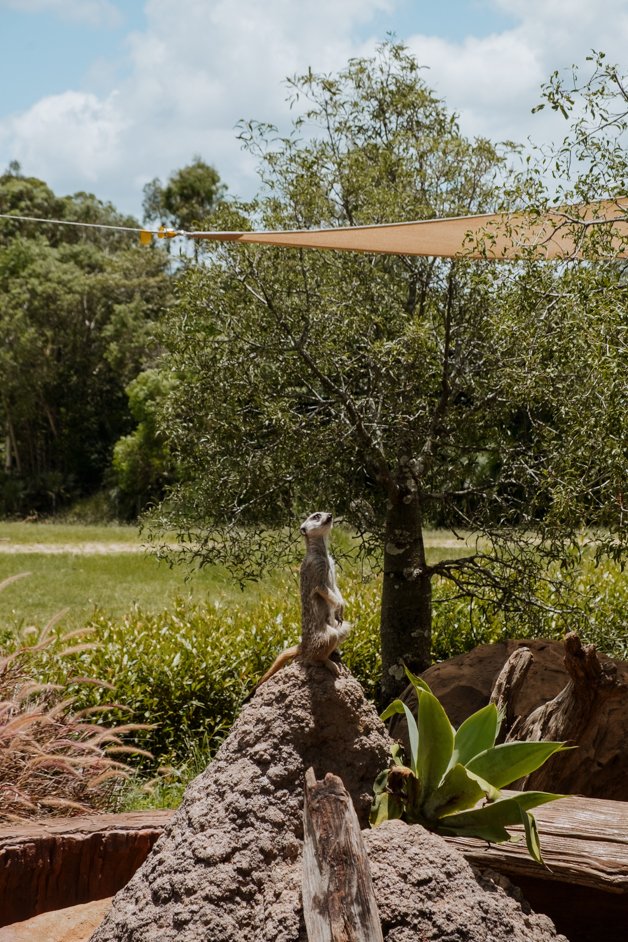 jana meerman australia zoo-1