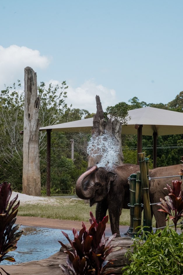 jana meerman australia zoo-1