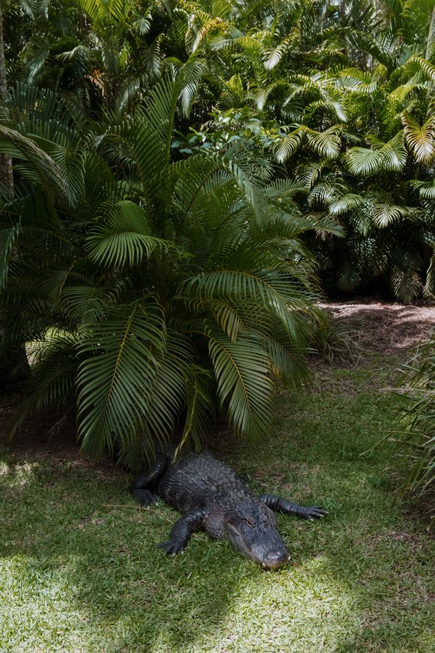 jana meerman australia zoo-1