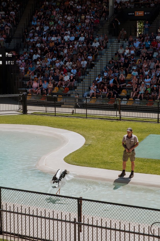 jana meerman australia zoo-1