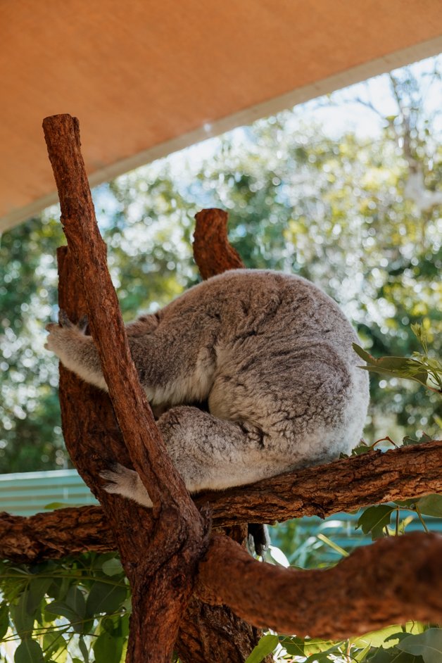 jana meerman australia zoo-1