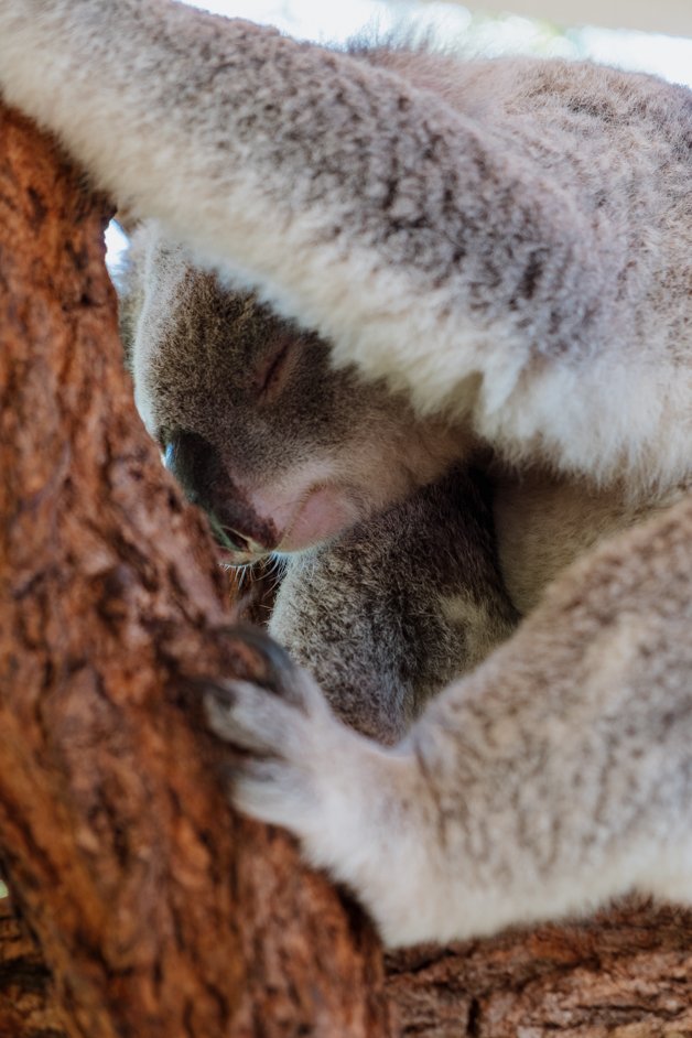 jana meerman australia zoo-1