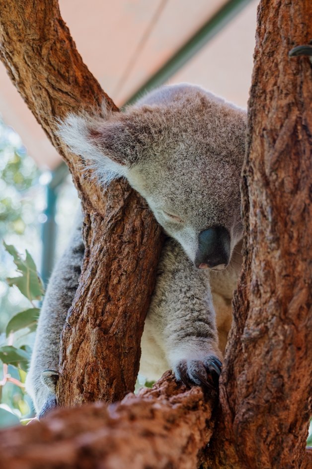 jana meerman australia zoo-1