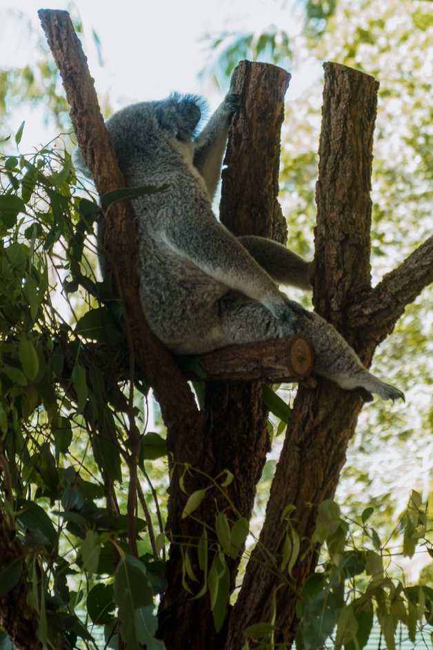 jana meerman australia zoo-1