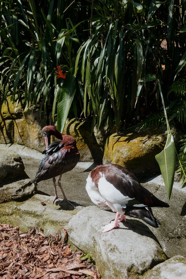 jana meerman australia zoo-1