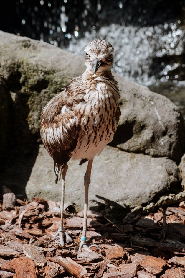 jana meerman australia zoo-1