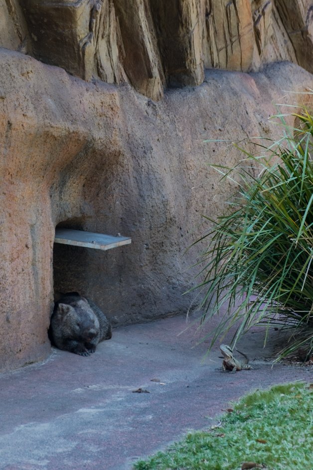 jana meerman australia zoo-1