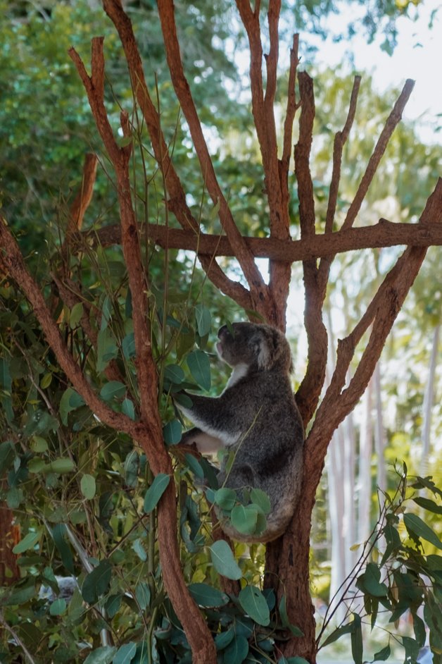 jana meerman australia zoo-1