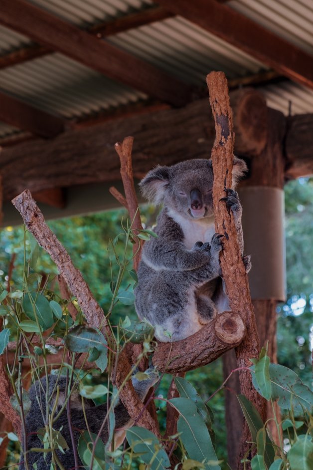 jana meerman australia zoo-1