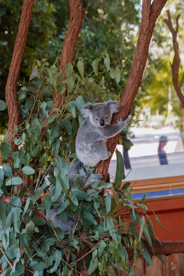 jana meerman australia zoo-1