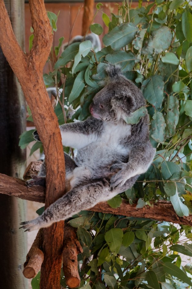 jana meerman australia zoo-1