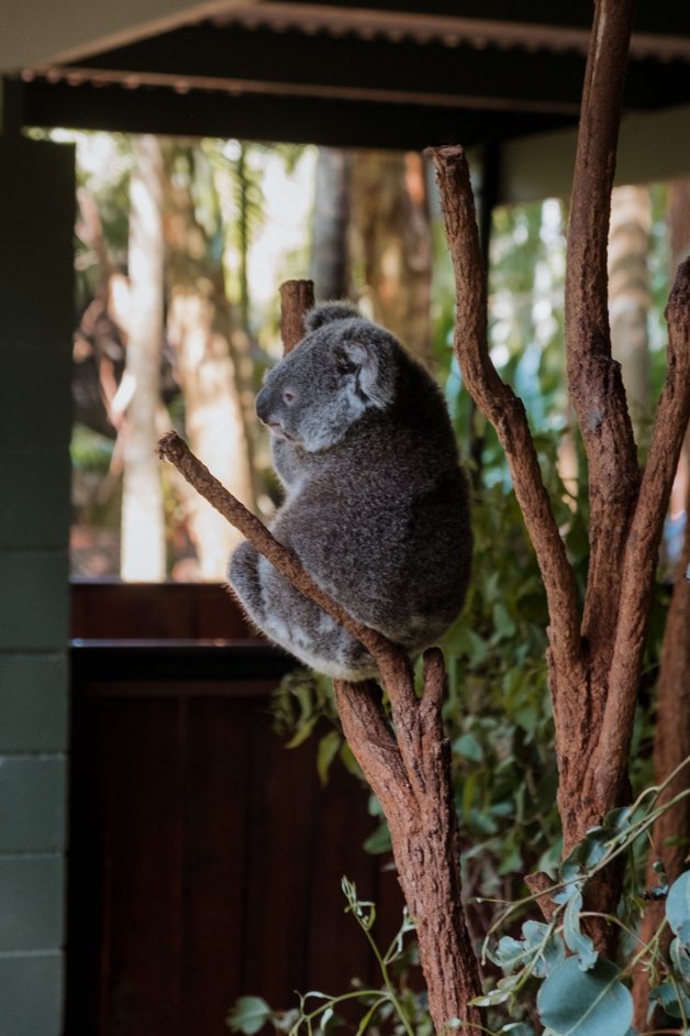 jana meerman australia zoo-1