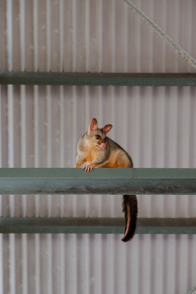 jana meerman bowen queensland australia-2