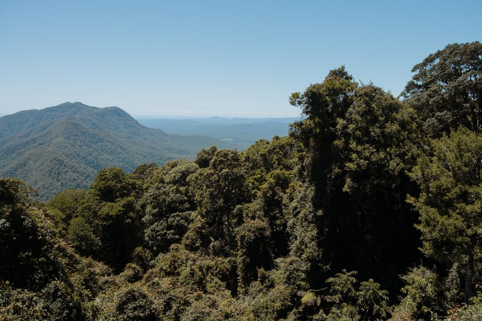 jana meerman dorrigo national park gondwana rainforest australia-2