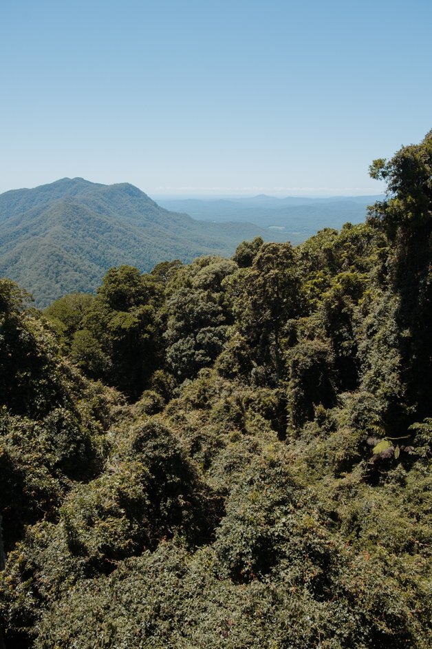 jana meerman dorrigo national park gondwana rainforest australia-3
