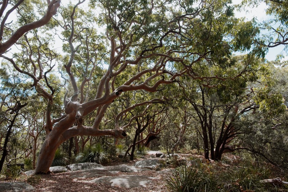 jana meerman mount ettalong lookout pearl beach australia-19