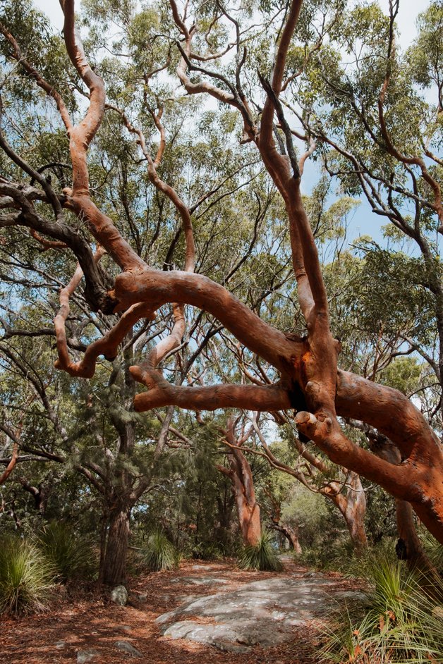 jana meerman mount ettalong lookout pearl beach australia-2