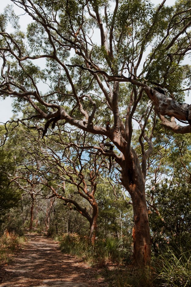 jana meerman mount ettalong lookout pearl beach central coast australia (2)