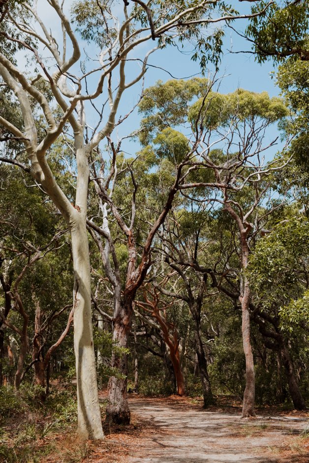 jana meerman mount ettalong lookout pearl beach central coast australia (2)